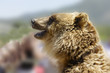 Tête d'ours brun