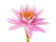 Pink lotus
