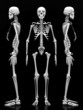 image of a white, a human skeleton on a black background
