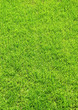 Grasstück h.