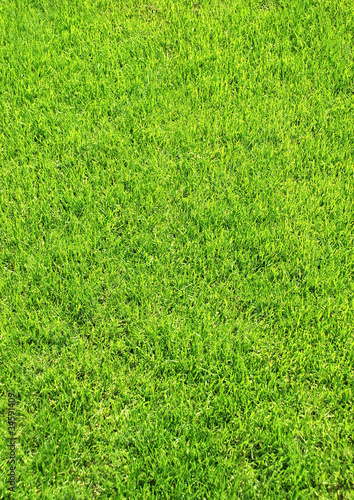 Foto: Grasstück h. Grasstück h.