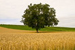 Getreidefeld