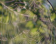 Dewy cobweb hanging on branches of tree swinging in the wind.