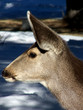 Profile of a Doe