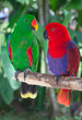 Pair of lori parrots