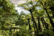 Tropischer Wald bei Hahei