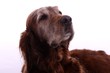 Hund hoch schauend