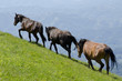 Wild horses