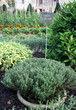 Thym d'hiver dans un potager