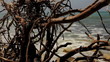 Dry dead snag on Sea Background Dry dead snag on Sea Background