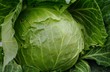 Giant cabbage