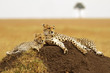 Cheetahs on the Masai Mara in Southwestern Kenya
