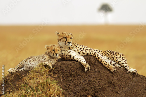 Photo: Cheetahs on the Masai Mara in Southwestern Kenya Cheetahs on the Masai Mara in Southwestern Kenya