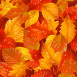 Fallen wet leaves. Autumnal seamless background
