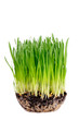 Oat