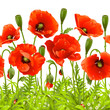 Vector: Vector seamless horizontal border with red poppy Vector seamless horizontal border with red poppy