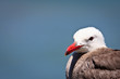 Young seagull