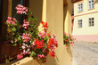 Flowers On Windowsills
