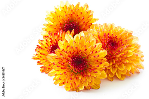 Photo: orange chrysanthemum orange chrysanthemum