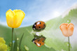 lady bug lady bug