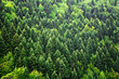 Green forest background Green forest background