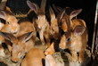 lapin