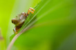 Red-eyed Tree frog
