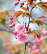 Japanese cherry with blossom