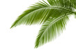 Palm leaves