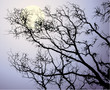 The moon behind tree branches