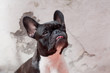 Cane Bulldfog Francese