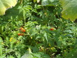 Tomates Tomates