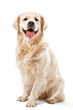 golden retriever posing in studio. Isolated on white