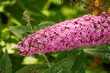 Foto: Blütenstand der Buddleja Blütenstand der Buddleja