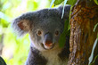 Koala Bär