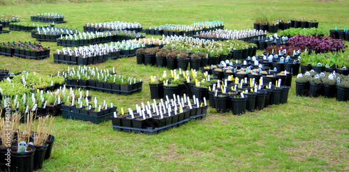 Photo: Spring plants in containers ready to be planted. Spring plants in containers ready to be planted.
