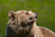 Braunbär