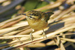 Sedge Warbler (Acrocephalus schoenobaenus)