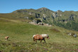 Jument et poulain dans vallée de Chaudefour