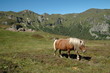 cheval dans la vallée de Chaudefour