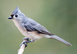 Tufted Titmouse Tufted Titmouse