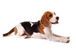Hundedame