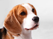 Beageldame