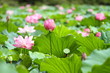 Foto: 蓮華 (東京・上野不忍池) 蓮華 (東京・上野不忍池)