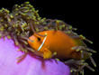 Malediven Anemonenfisch