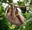 Sloth Hanging Sloth Hanging