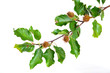 Rotbuche Bucheckern Buche  Buchenlaub Herbst