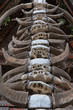 Buffalo horns at traditional houses in Tana Toraja, Sulawesi, In