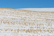 Snow Covered Cornfield Snow Covered Cornfield
