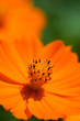 flower[orange_cosmos]_11